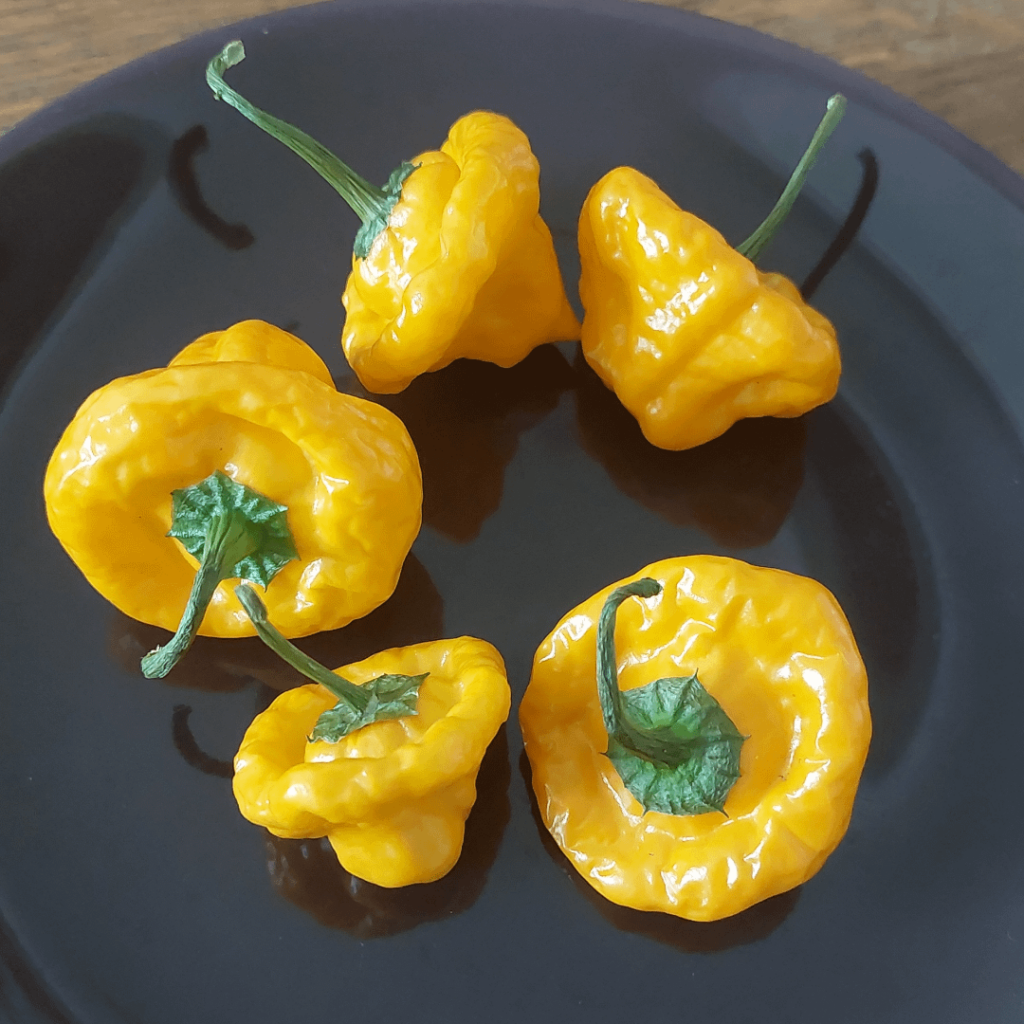 Found these at the local supermarket, does anyone know which pepper it is?