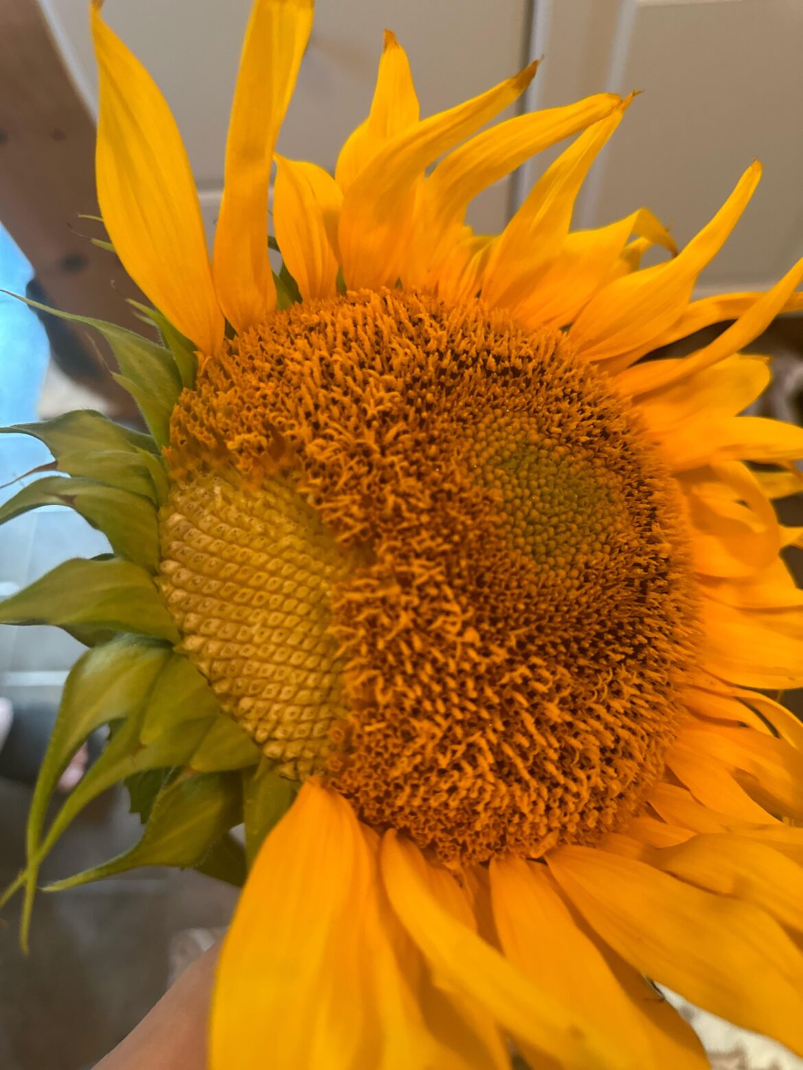 Is this okay for grilled sunflower?