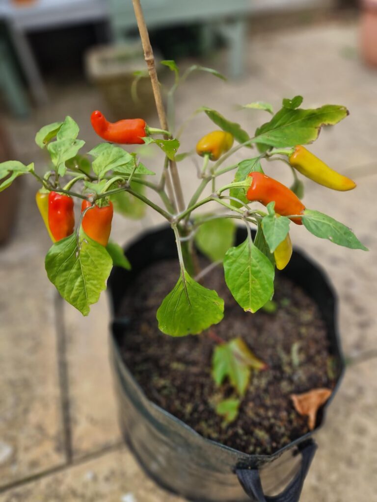 3rd year growing peppers. Easily my best season by a mile!