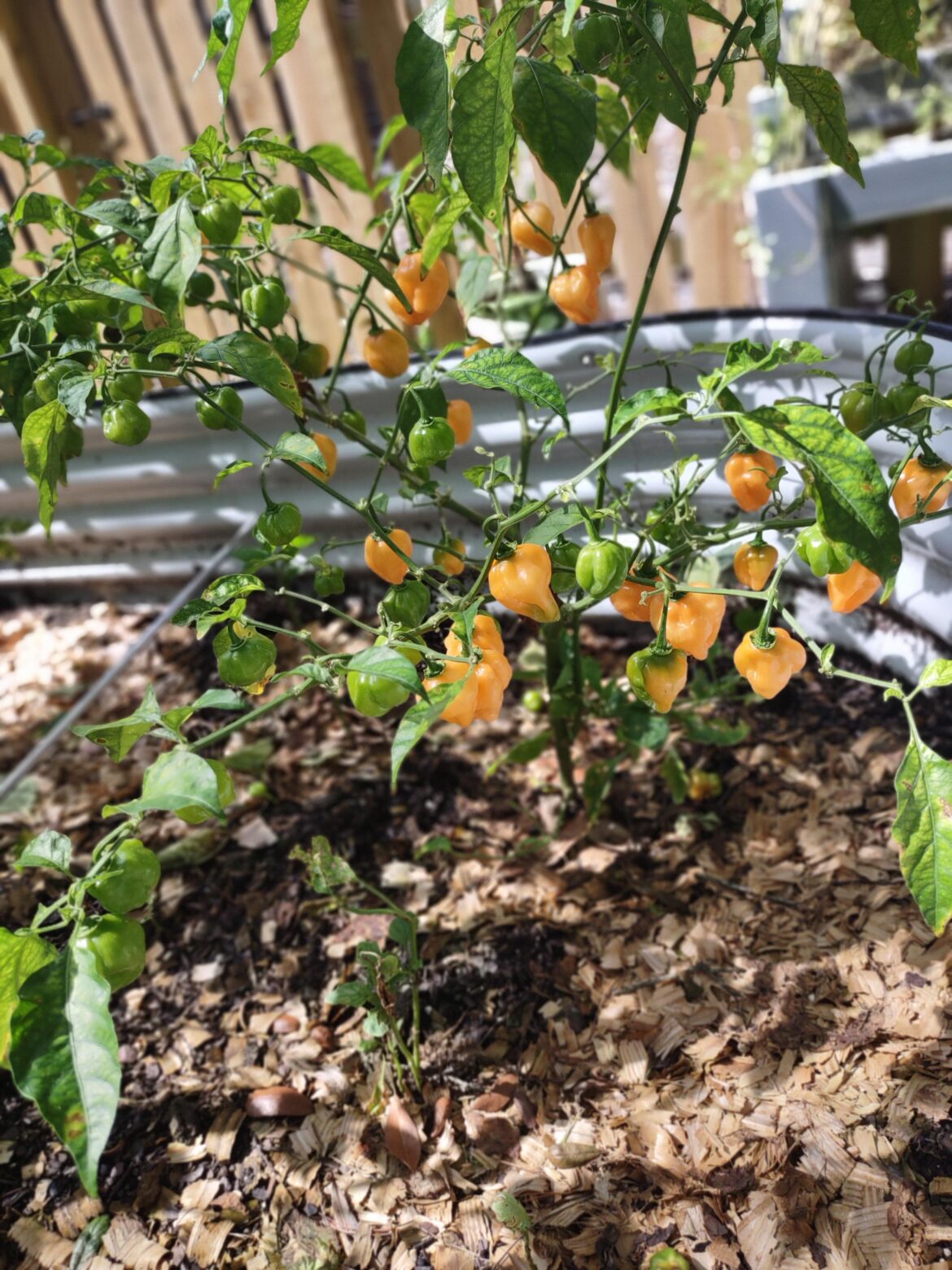 Too many all at once... Want some?