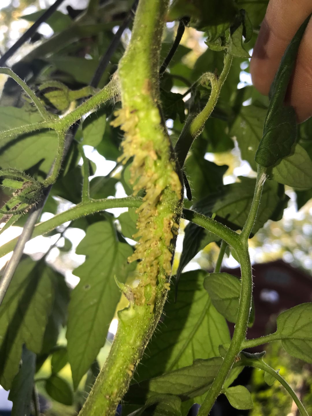 What is growing on my tomato plant? Dining and Cooking