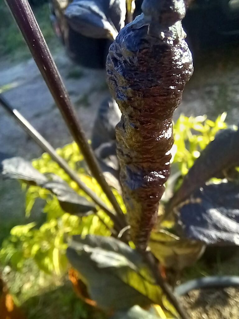 Naga twist black with focus