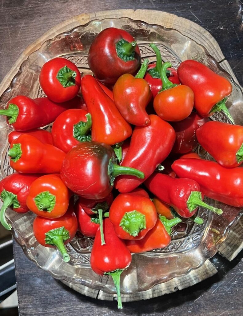 Latest Harvest from my balcony Fresno_Cherry_Goria