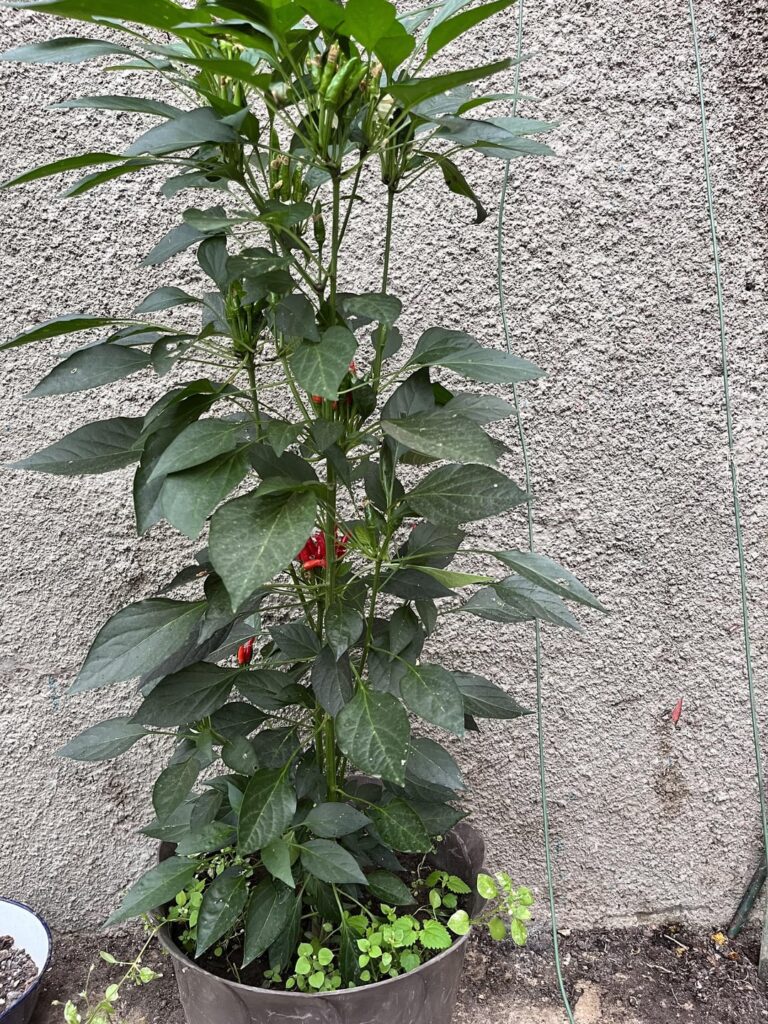 Could anyone id these peppers
