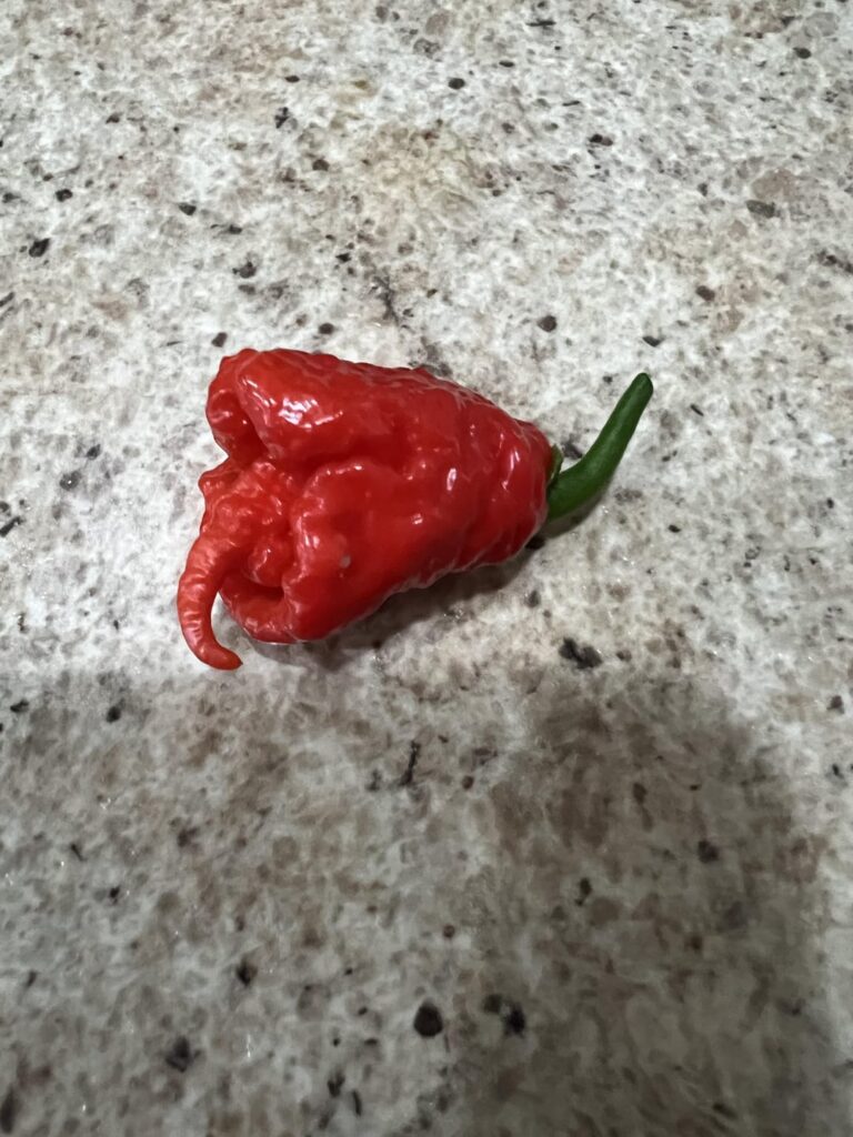First ripe reaper of the season. Had to eat it, as is tradition. Extra spicy this year.