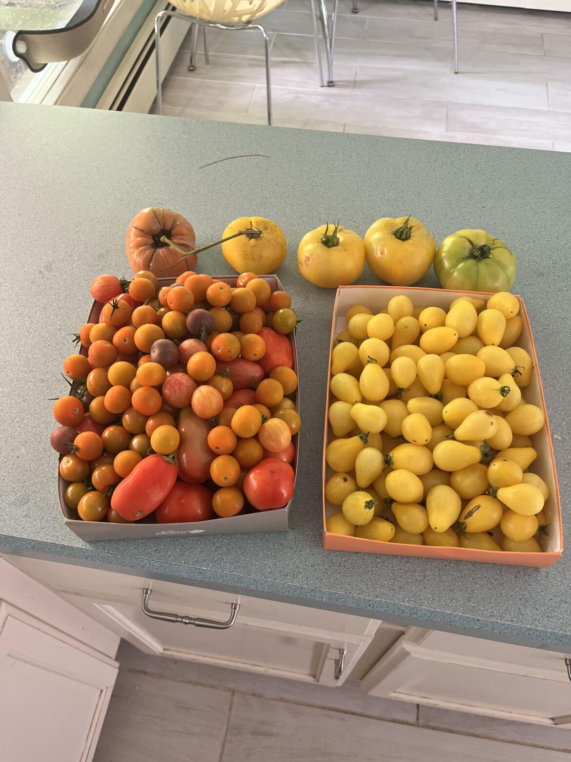 Anyone have a suggestion what to make with the little yellow tomatoes on the right?