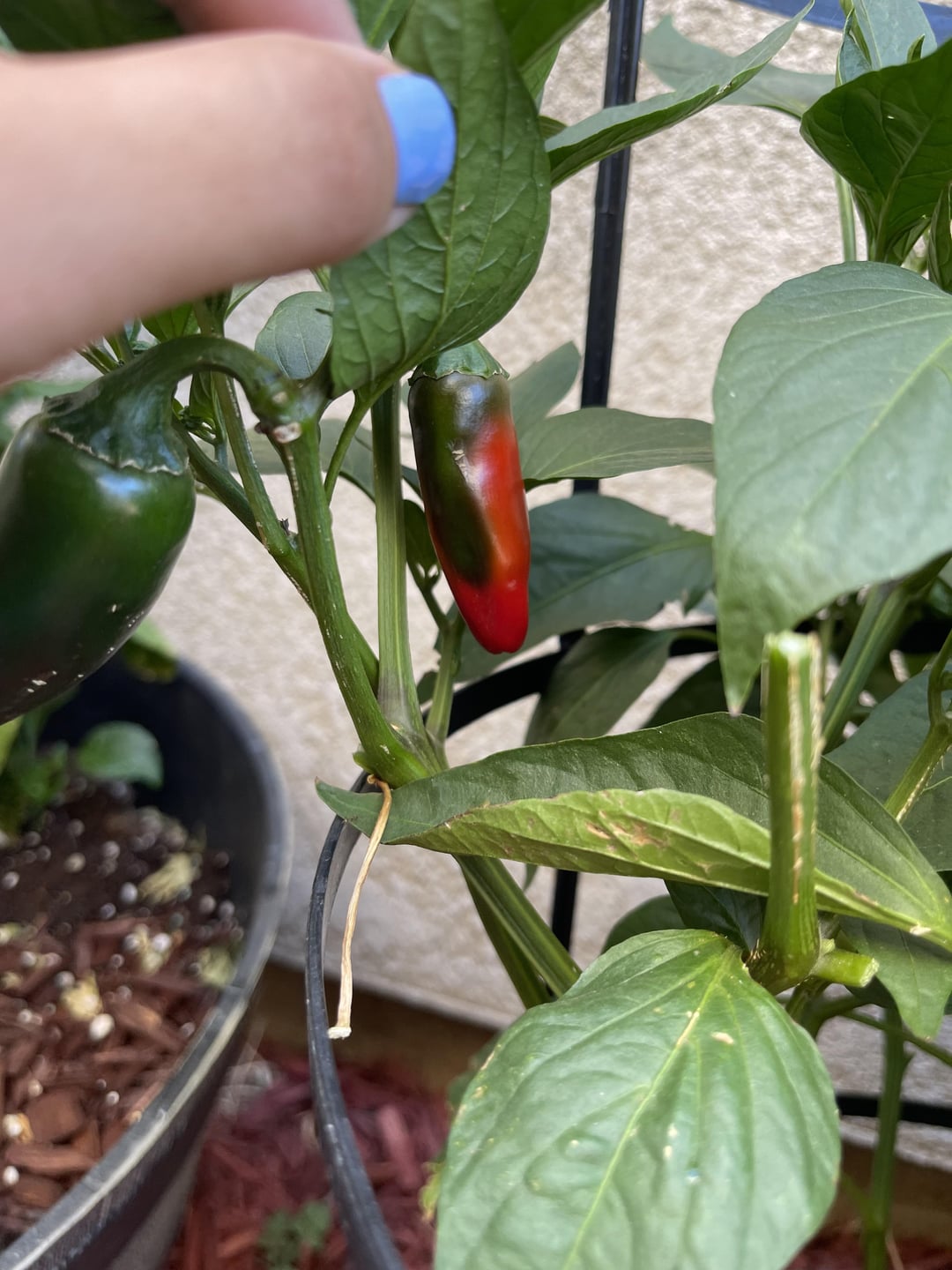 Why are my jalapeños red and should it repot it to a bigger pot now