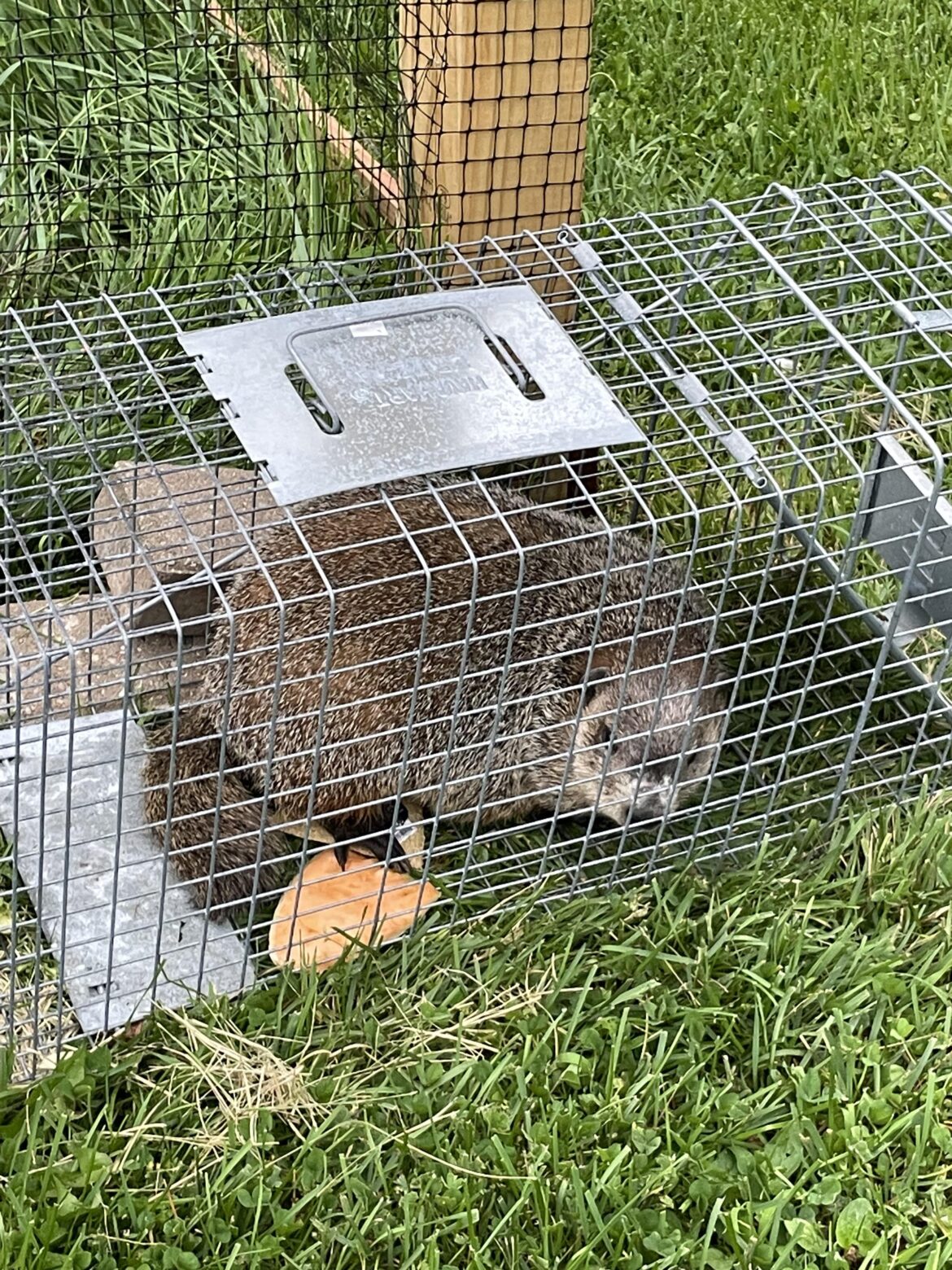 Finally caught the tomato thief!