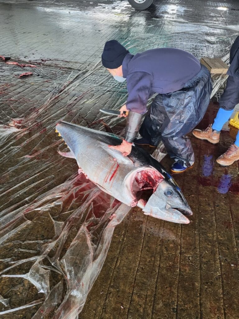 A blue fin tuna, straight from boat to belly [the joys of having family in the seafood industry]