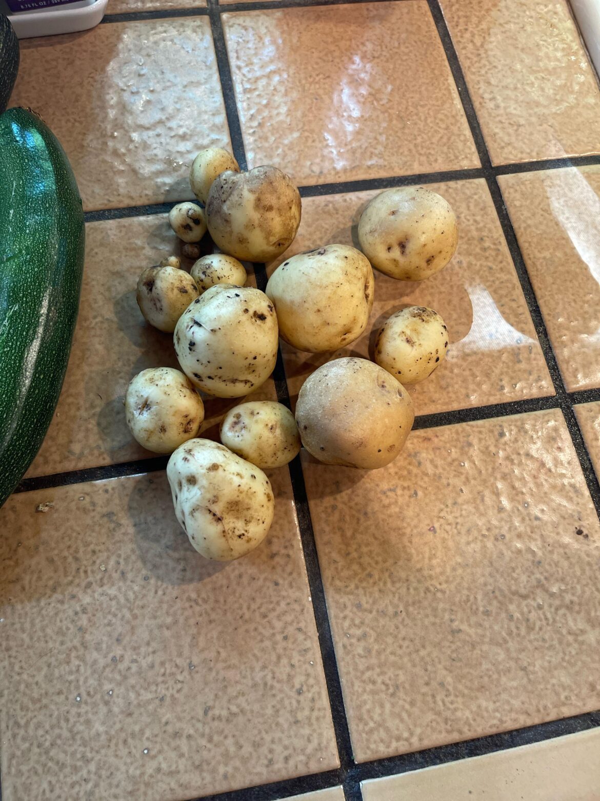 I grew potatoes!!!!! I grew potatoes!!!!!