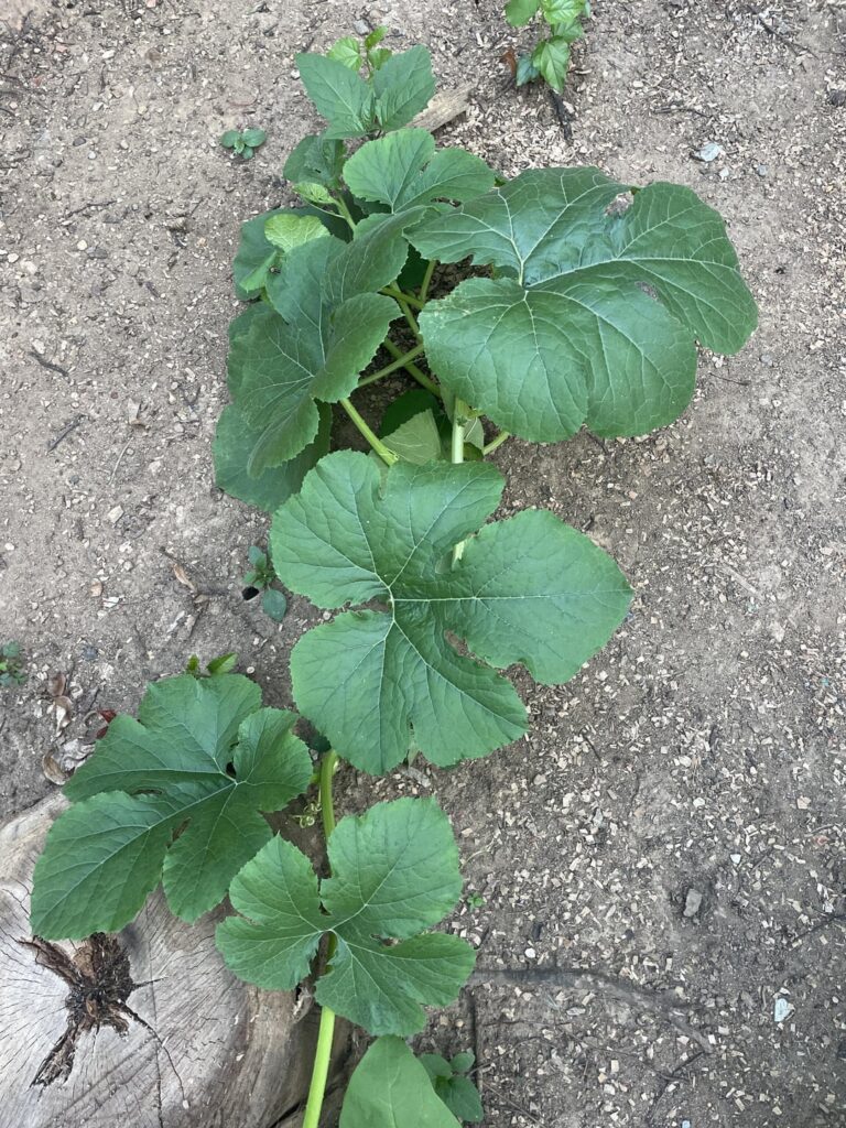 What am i unintentionally growing?
