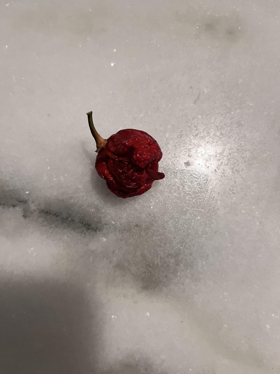 Found this little guy