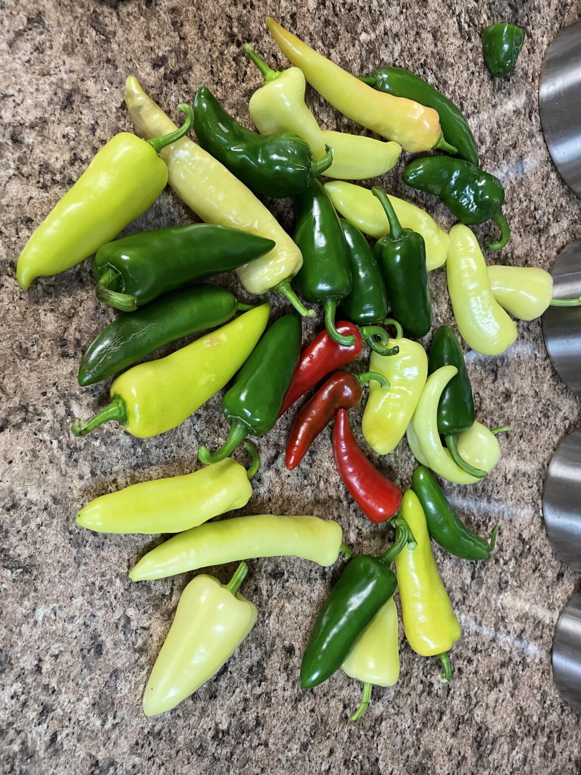 Yesterday was pepper picking day! Love the color and shine of fresh peppers.