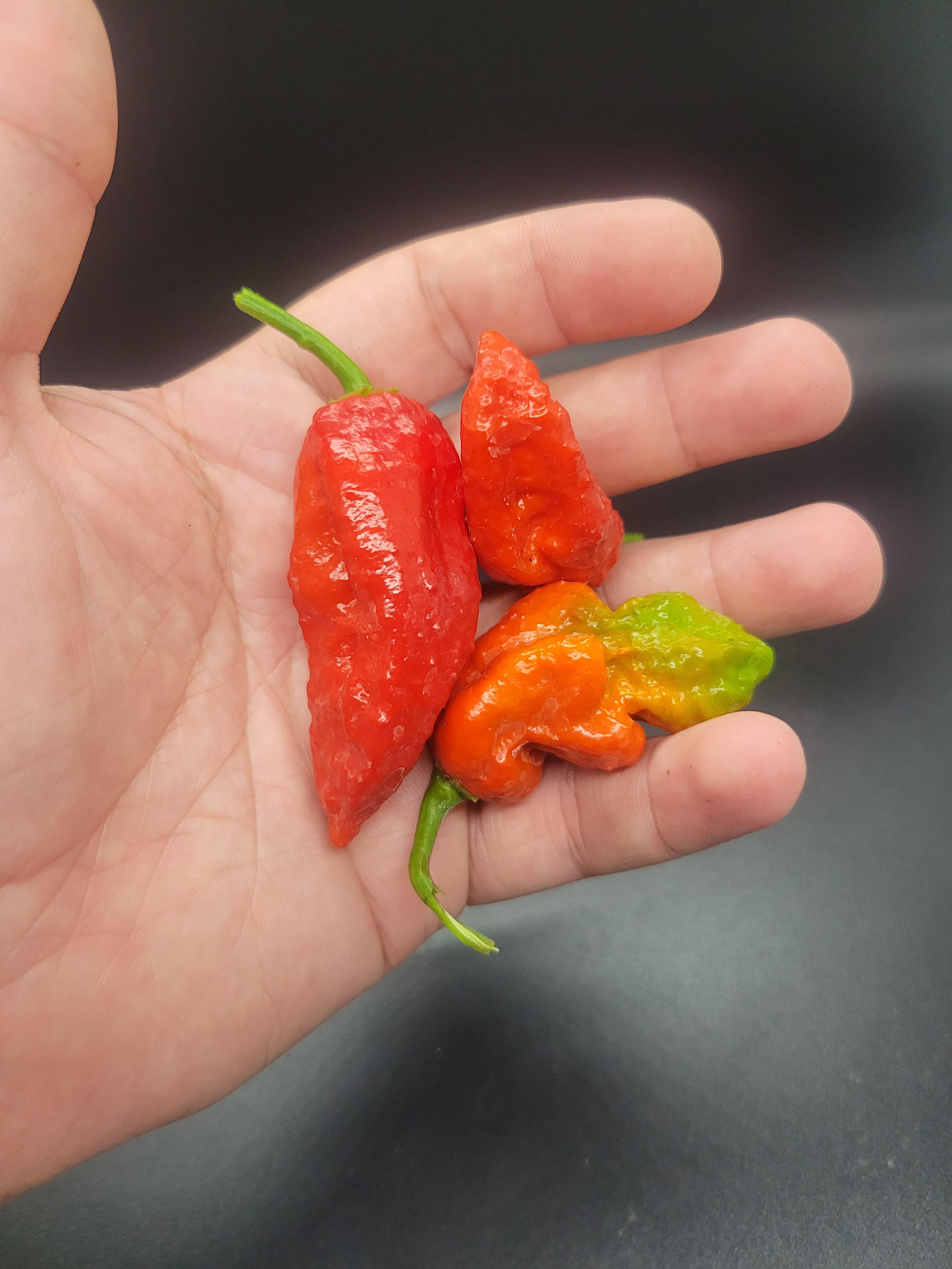 First Harvest of Ghost Peppers This Year! Dining and Cooking