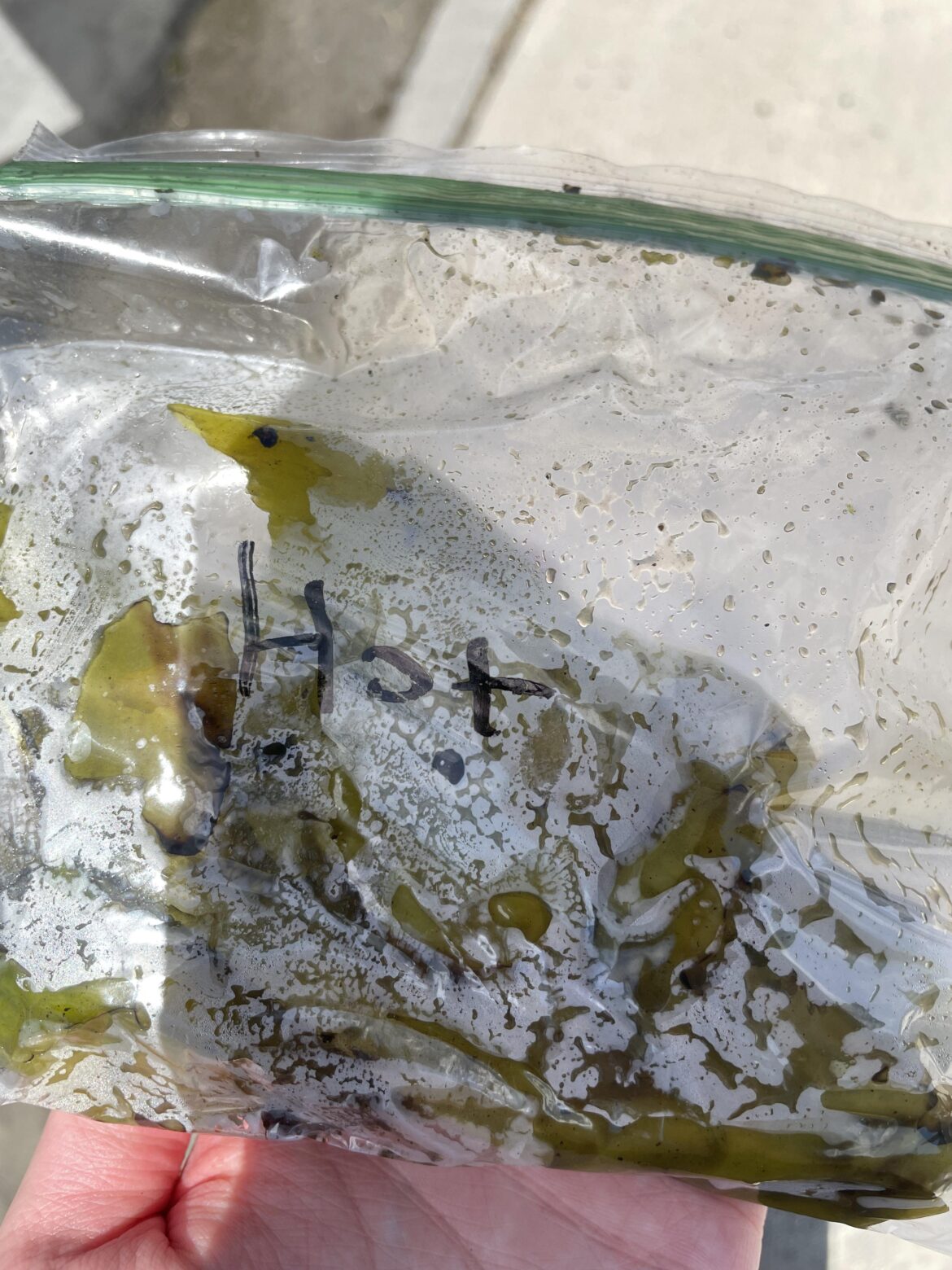 My local SaveMart was selling cook spicy peppers, I took the hot ones.