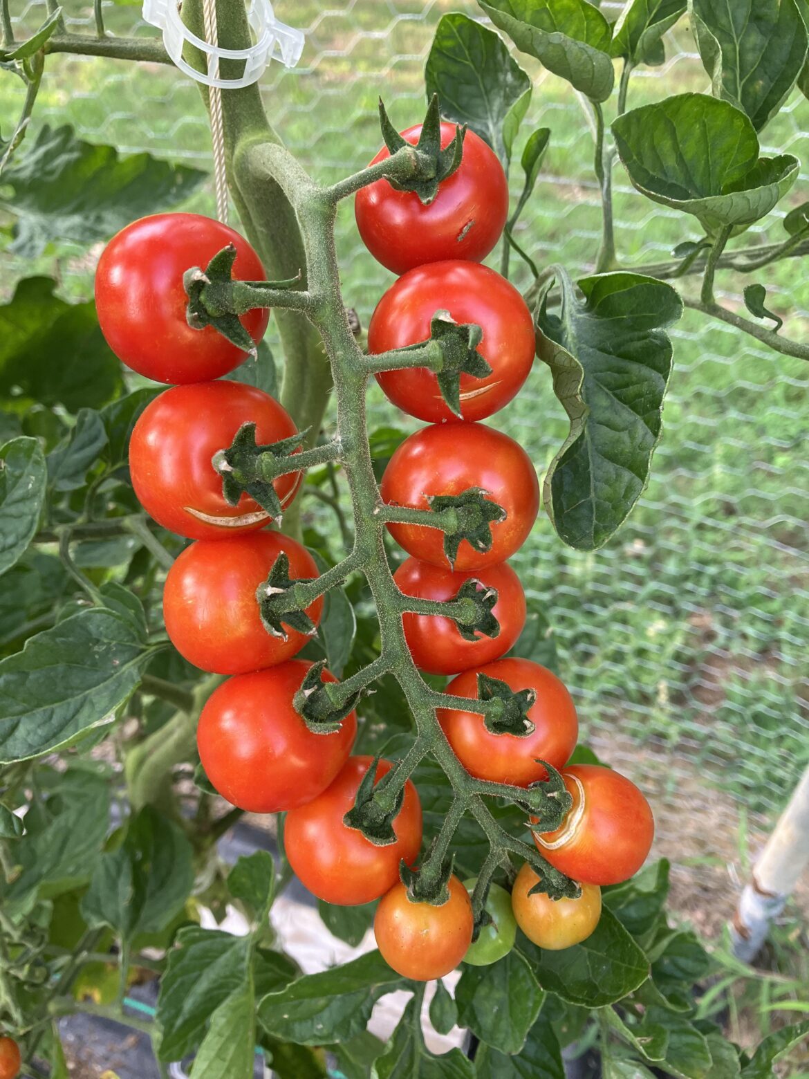 A strand of cherry tomatoes.