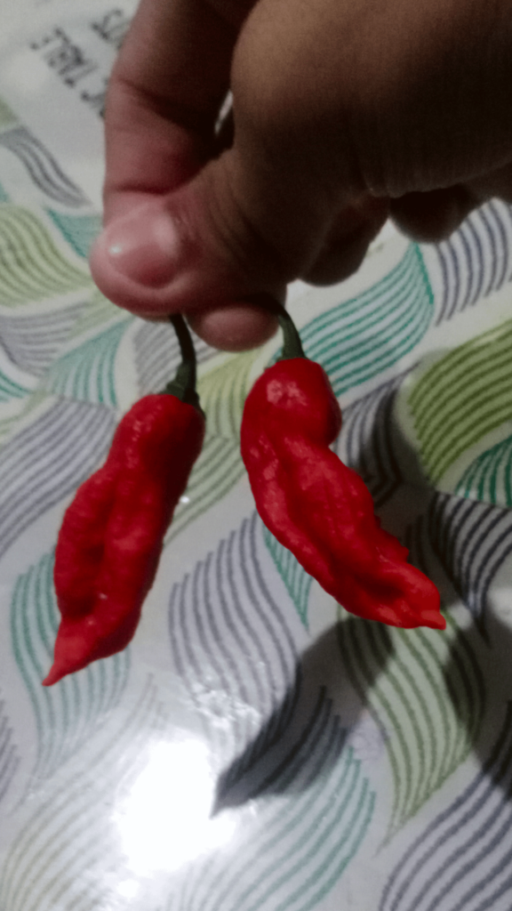 Does anyone what this peppers name is?