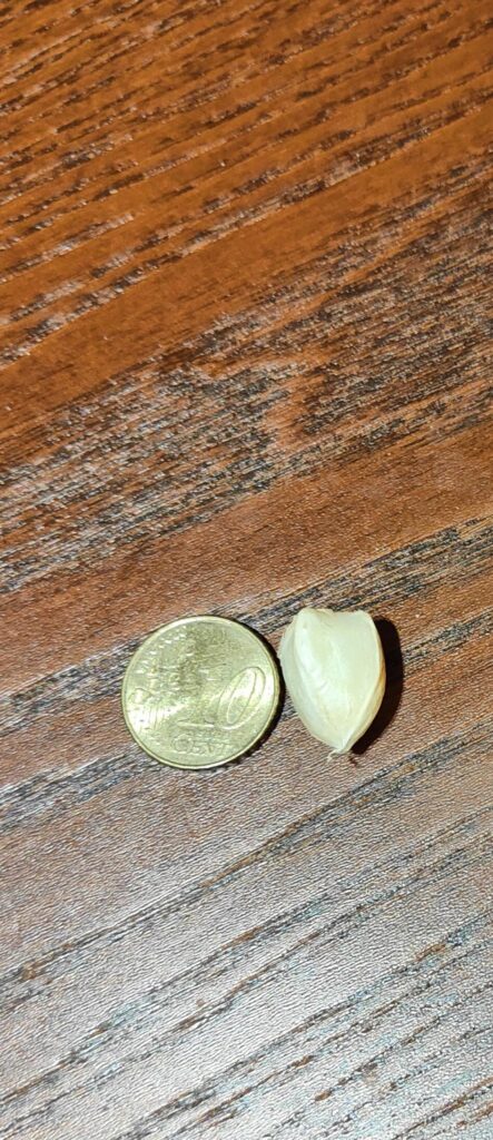 A tiny clove of garlic