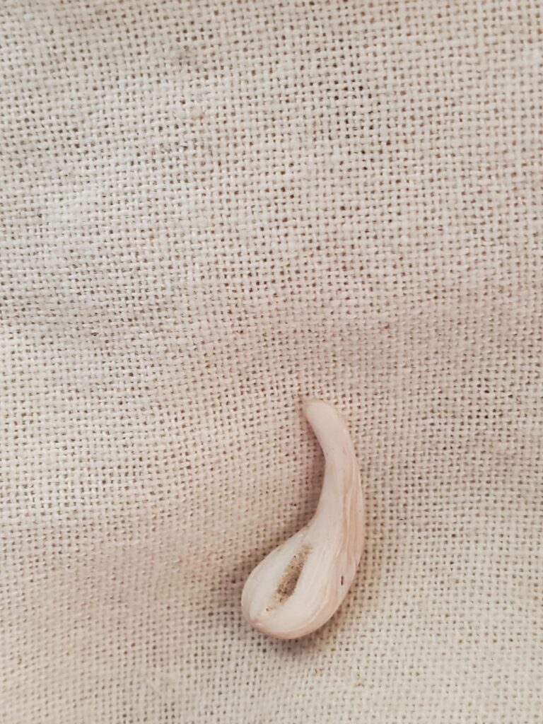 Found this shell on a beach that reminded me of the garlic cloves you get in the US