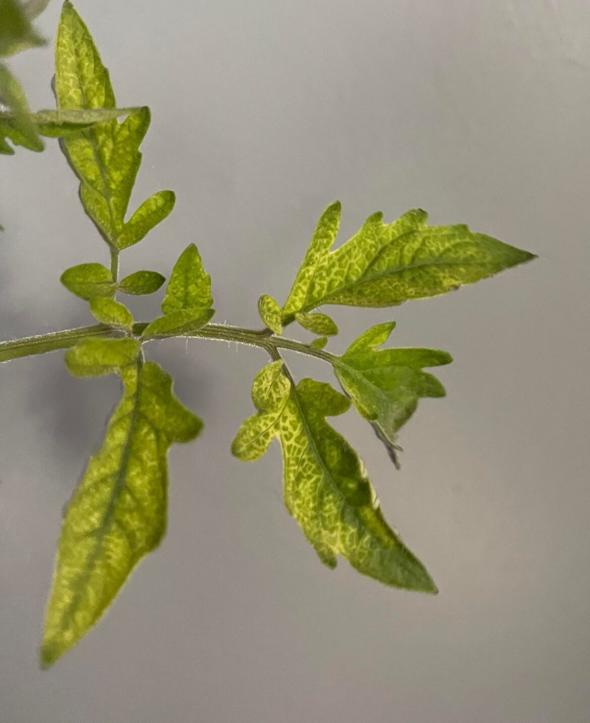 What is causing this discoloration on my tomato plant?