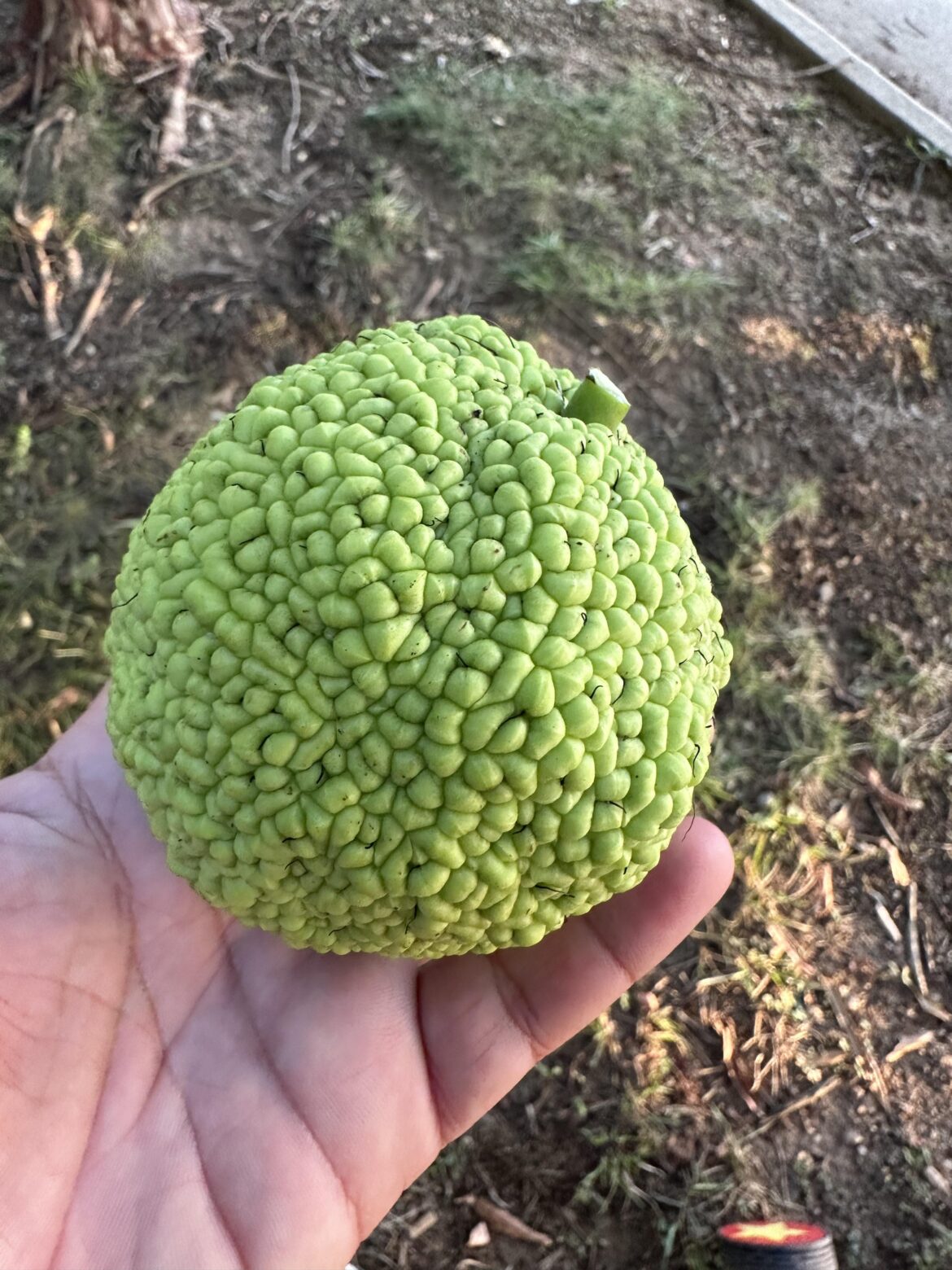 Does anyone know what fruit is this and is it edible? I came across a tree with these fruits while at a park.