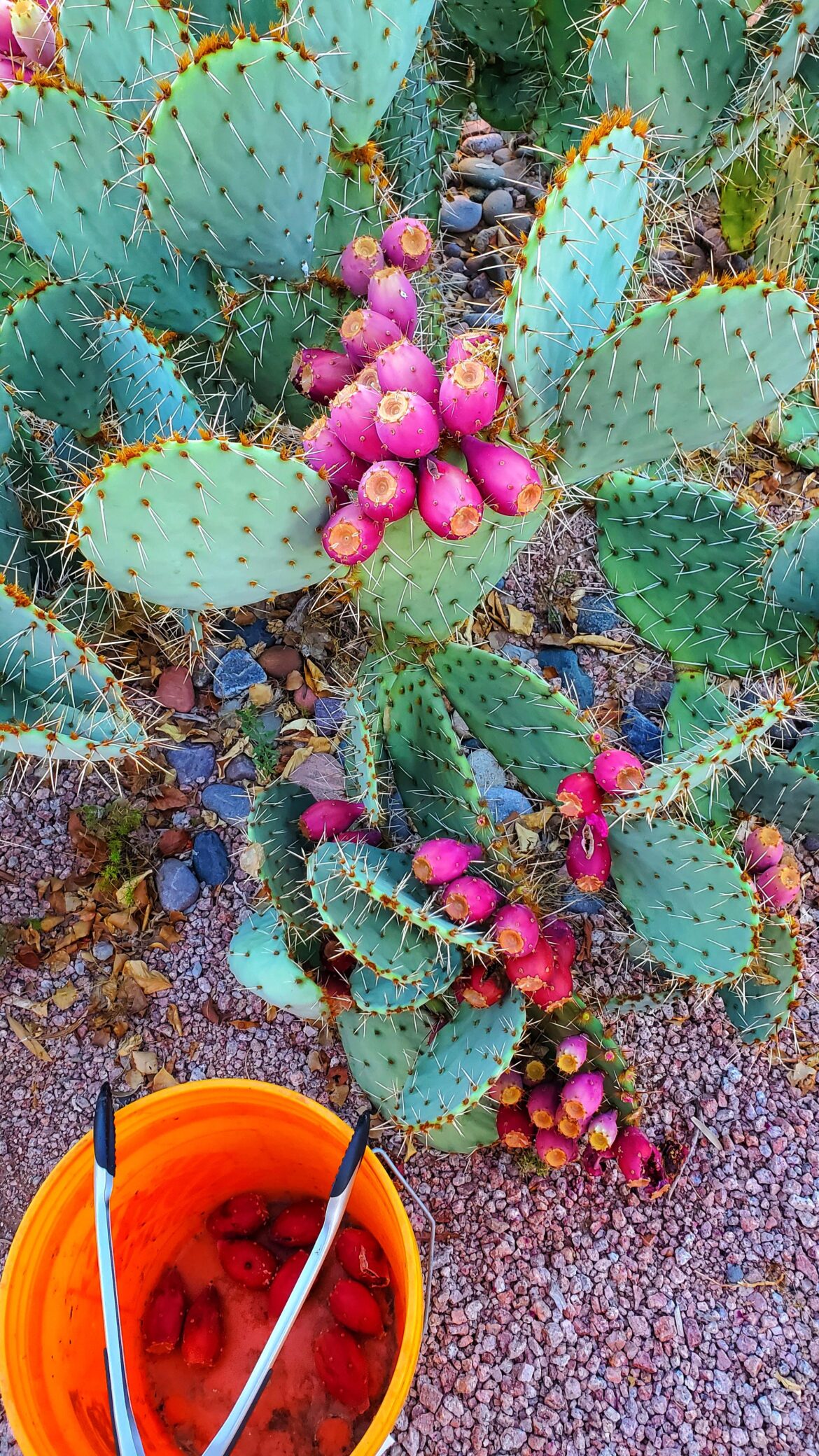 'Tis the season to make prickly pear syrup!