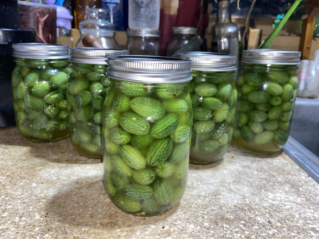 Mexican Sour Gherkin / Cucamelon pickles.
