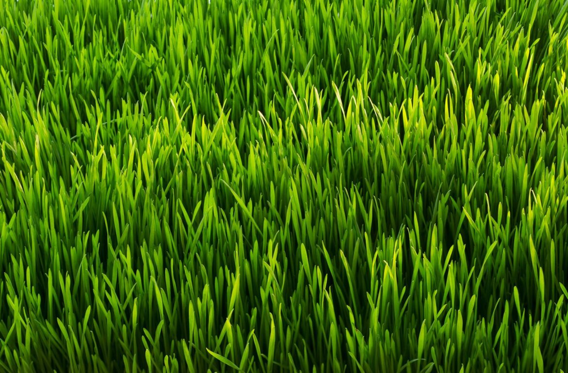 What's the best way to prepare and eat grass?