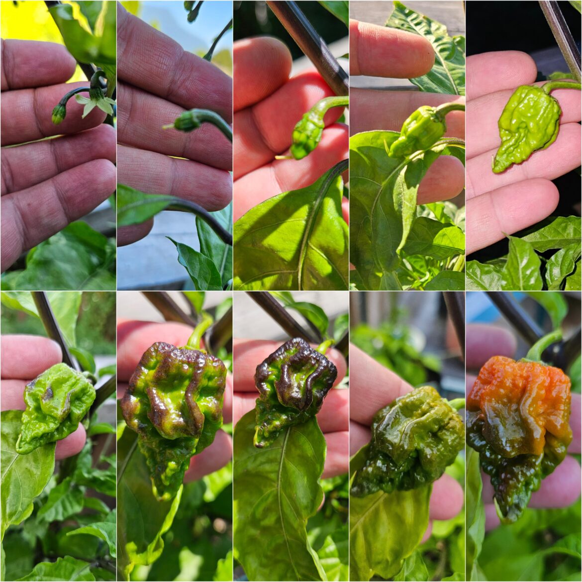 Watching a living thing grow as it embraces a taste for pain and suffering. The Carolina Reaper, from bud to almost ripe.