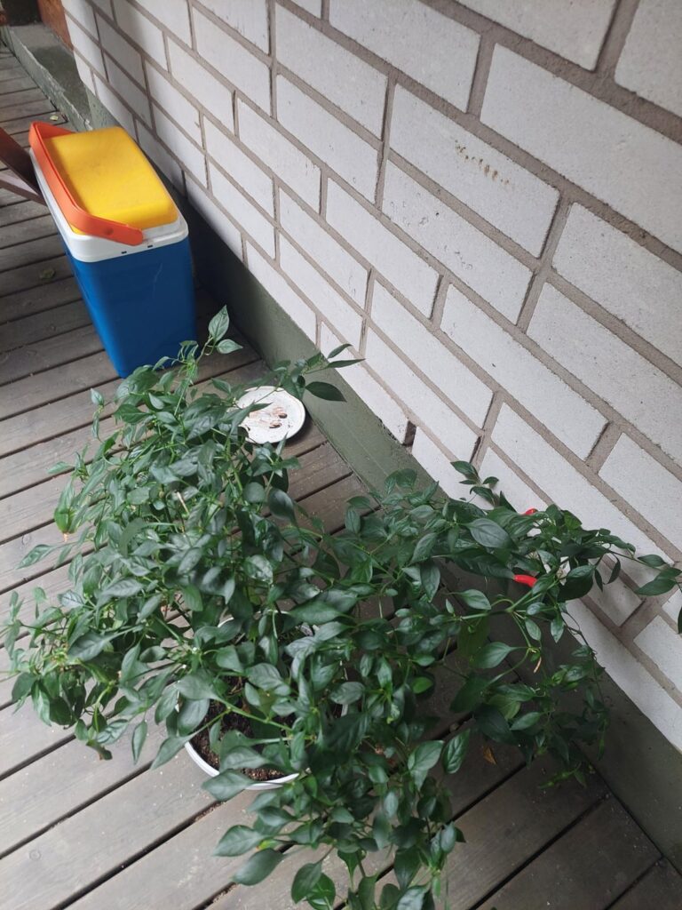 What is this chili. Tried couple times. Kinda hot.