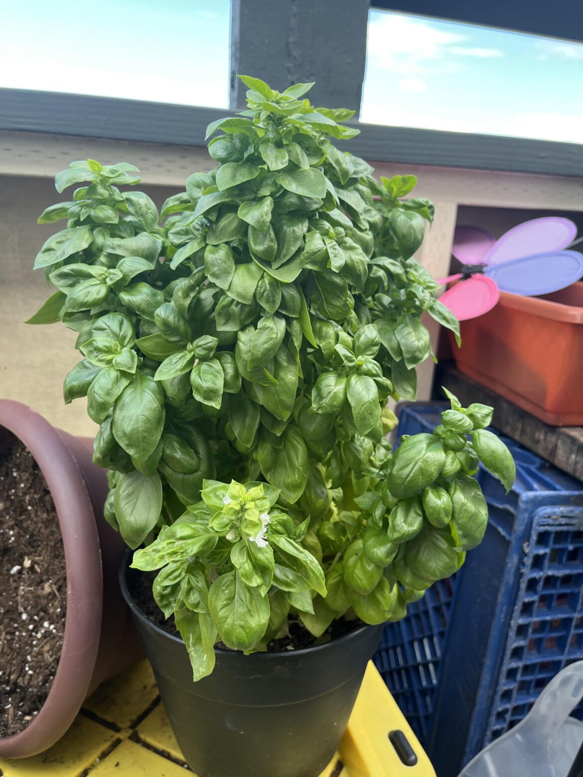 I have so much basil… What can I make with it?
