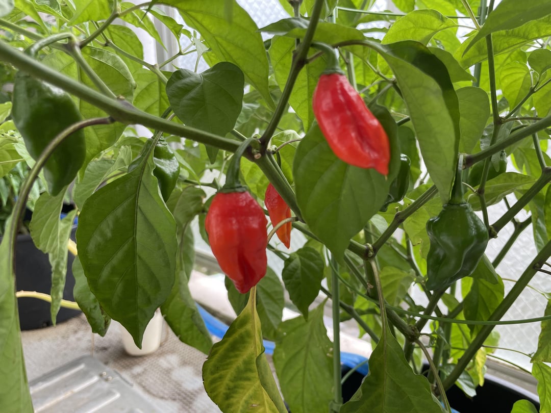 My first time growing a pepper hotter than a Habanero. Dining and Cooking