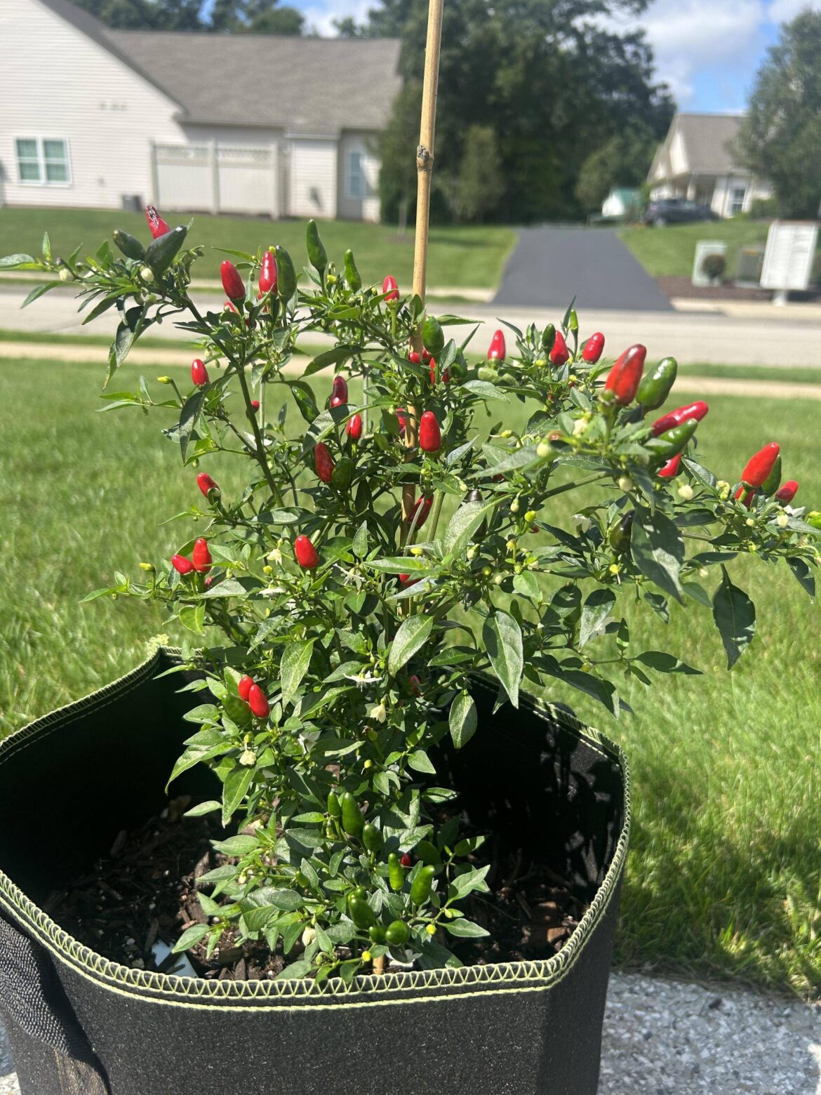 What should I do with my Thai Dragons?