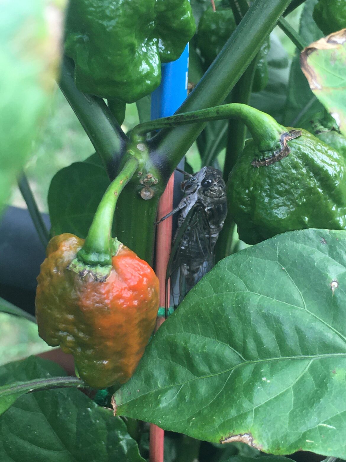 My ripening reapers have a mysterious guardian