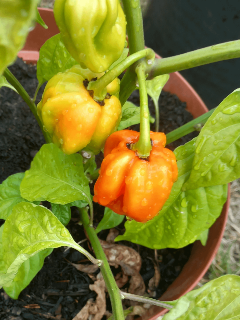 Habanero magnum 2023
