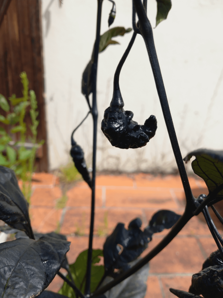 Naga twist Black, 😱😬🌶🔥