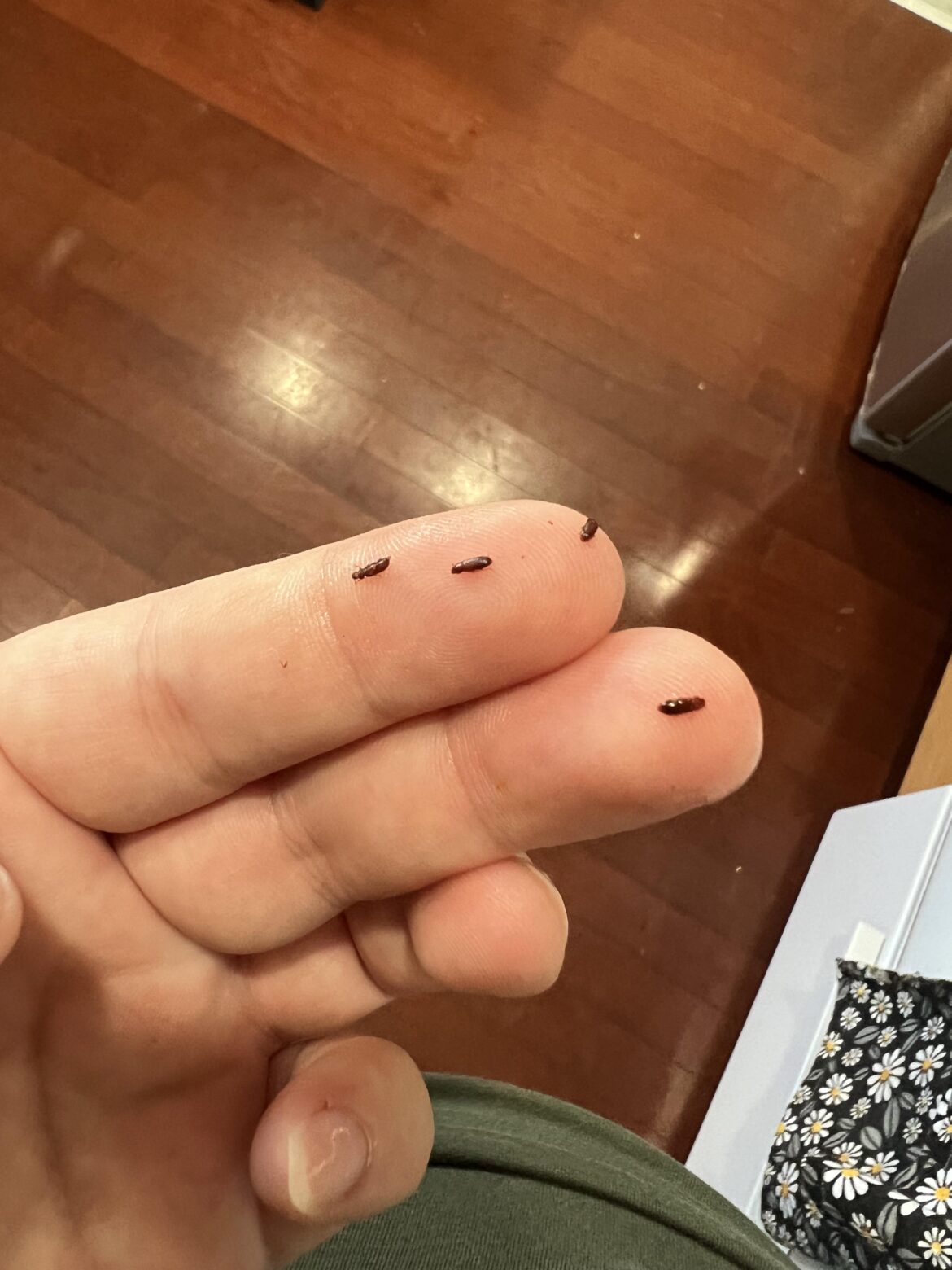 Bugs inside my rice.