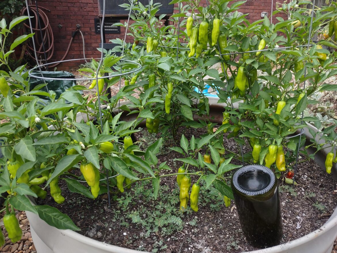 Pepperoncini Canning Failure