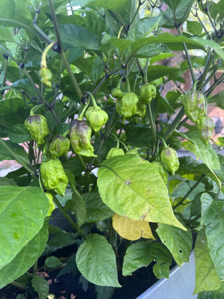 The peppers are coming