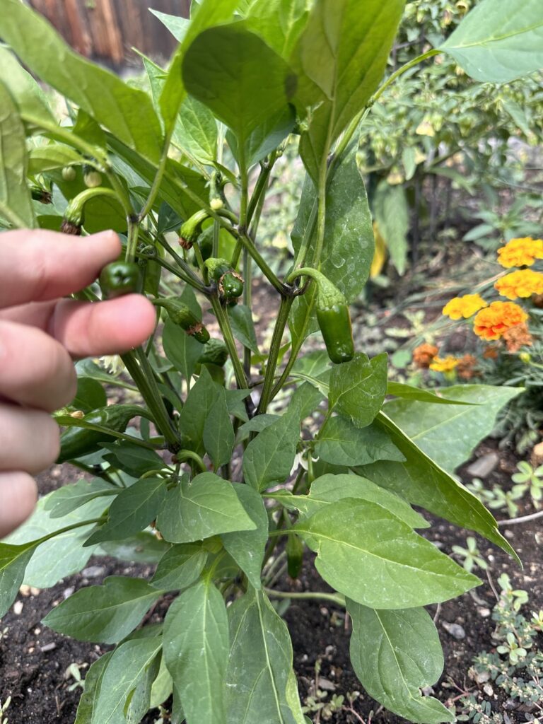 Can you help me identify these peppers?