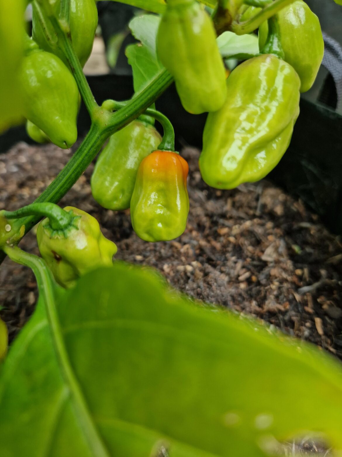 First of this years chilli peppers beginning to ripen