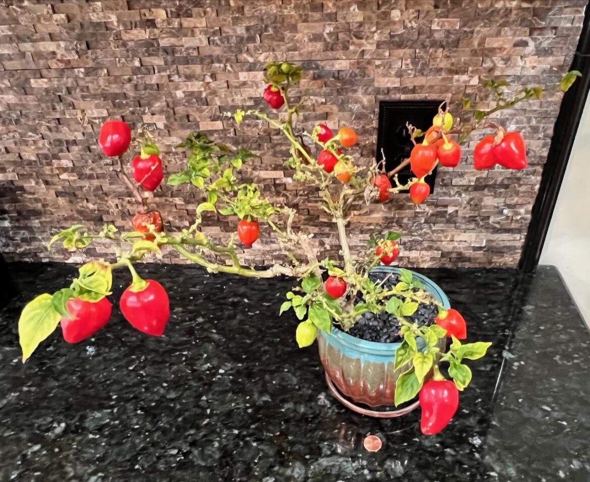 Humble Habanero's productive summer outside, time to come inside until next year.