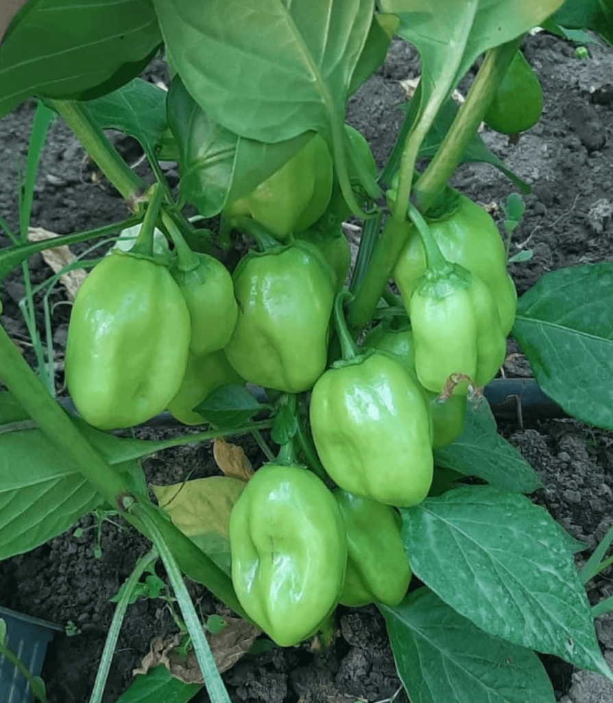 Nothing beats the good ol orange hab. More peppers than leaves.