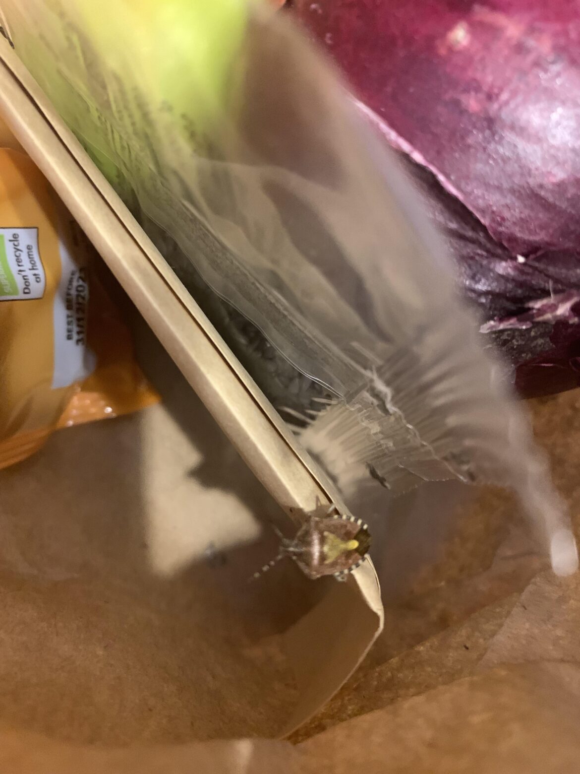 Peri-peri halloumi skewers with free yellow backed stink-bug