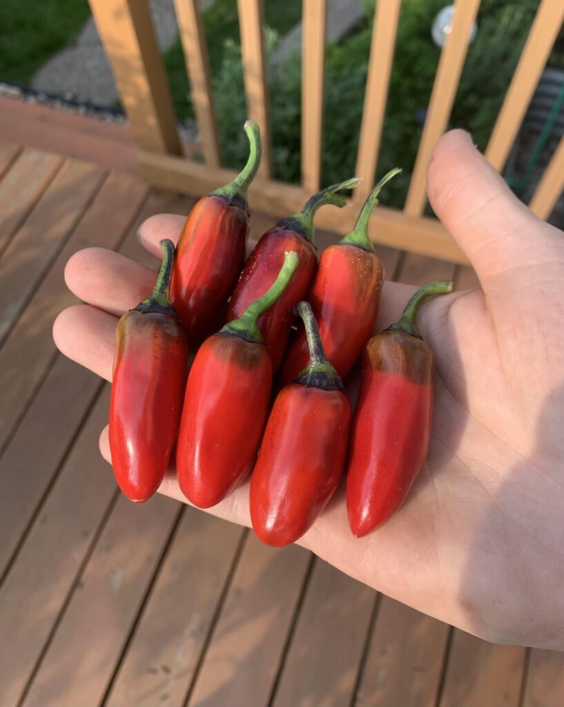 Eleven varieties of Jalapeños