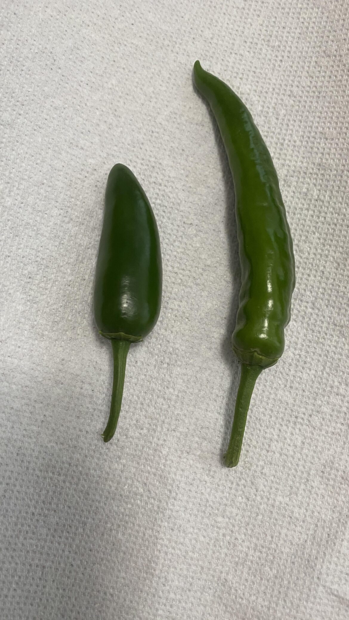 Do you guys think these are both jalapeños?