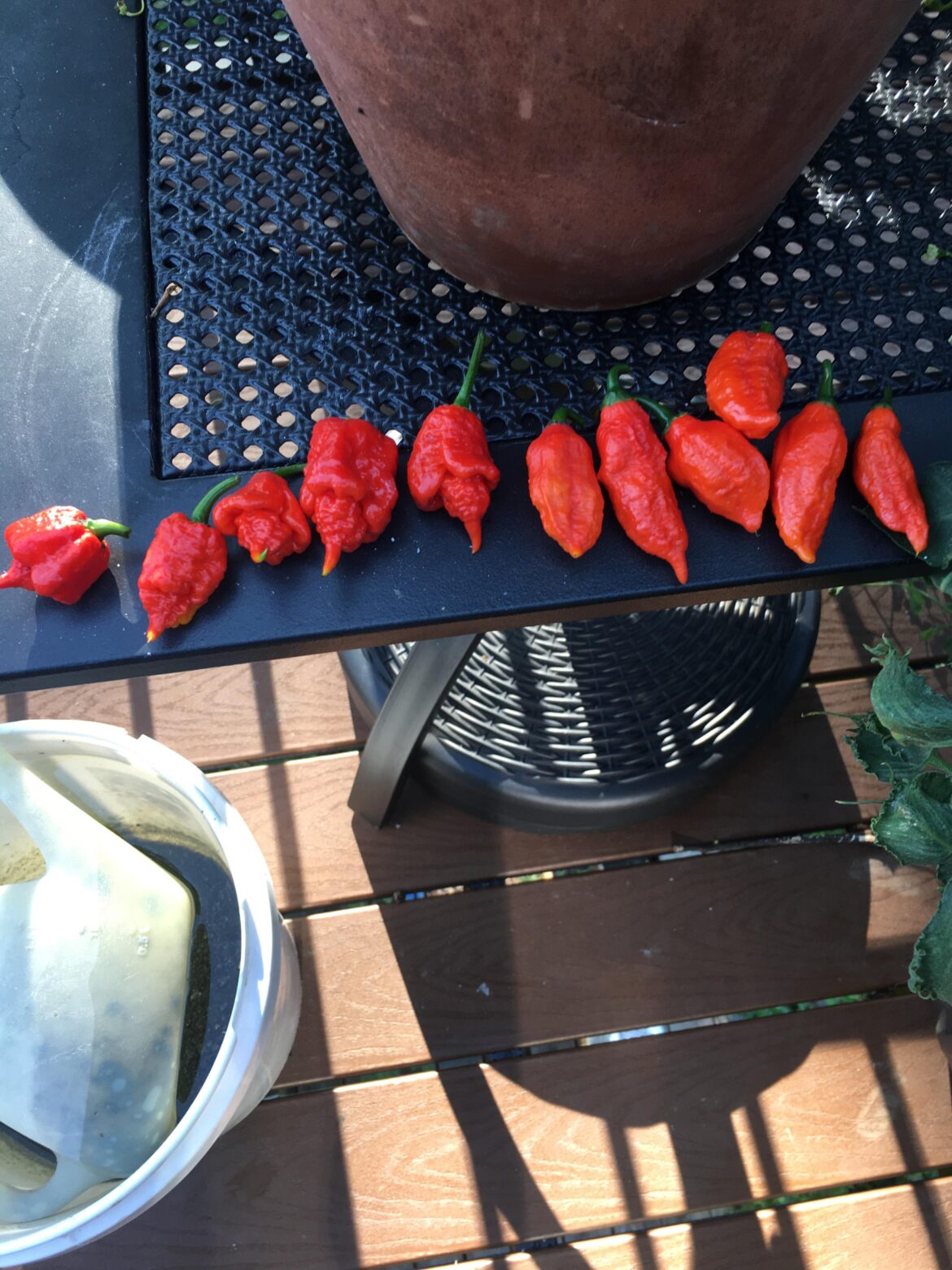 This morning’s spice harvest. Reapers and Ghosts