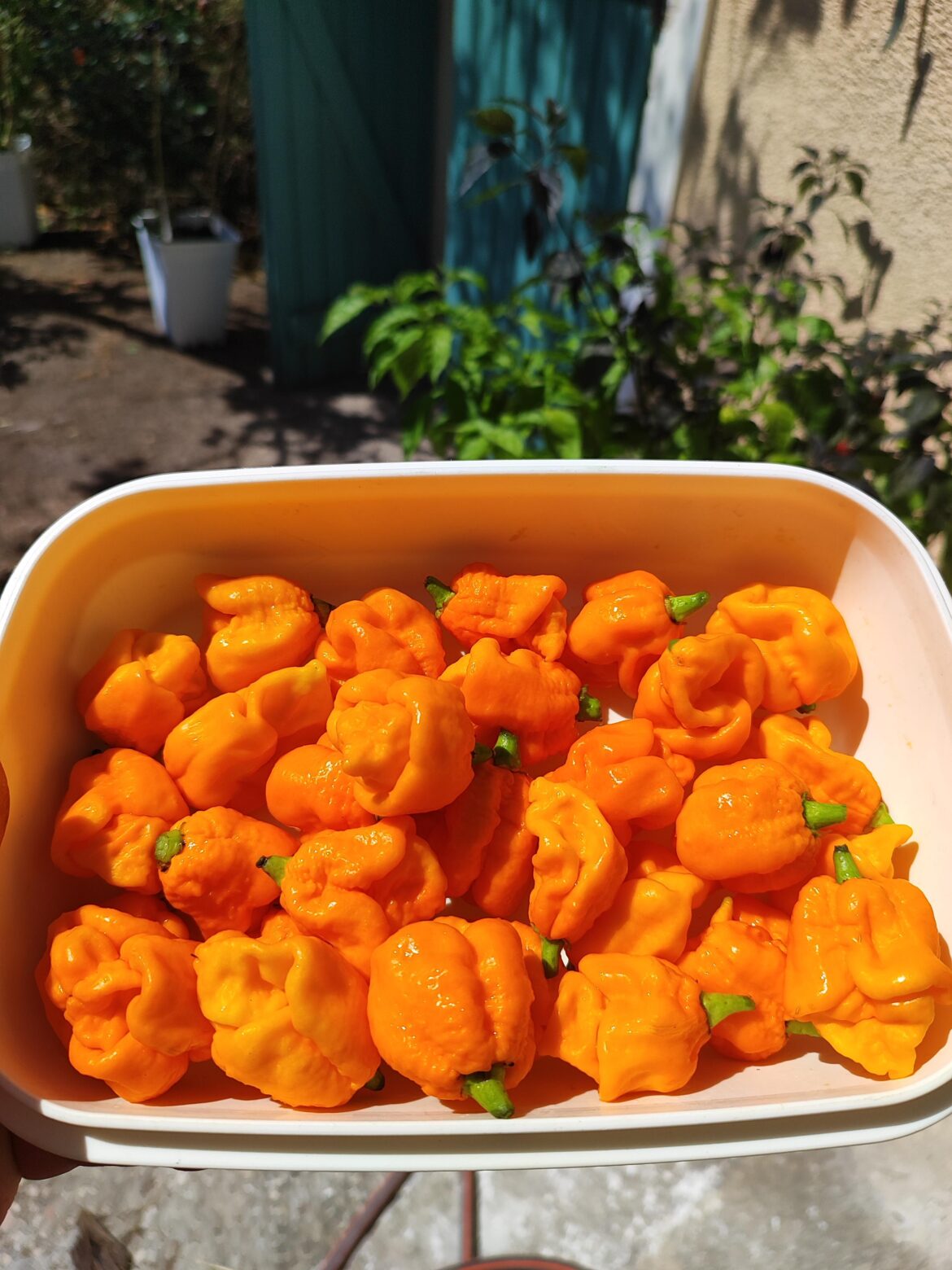 Can someone identify those orange beauty?