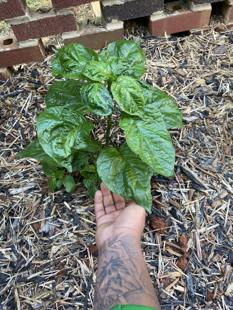 Growing North Carolina reapers any tips on them