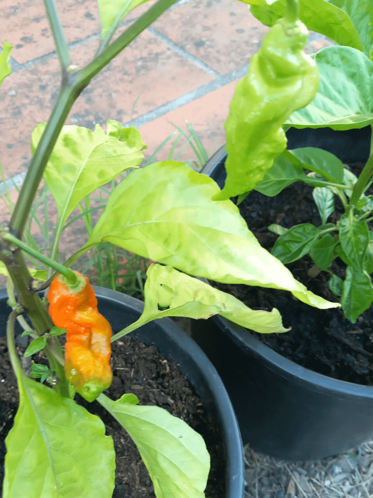 Bhut jolokia red